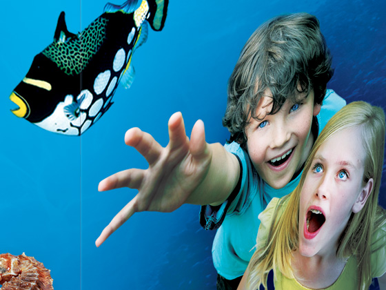 Arizona Sea Life Aquarium Point of Purchase Display